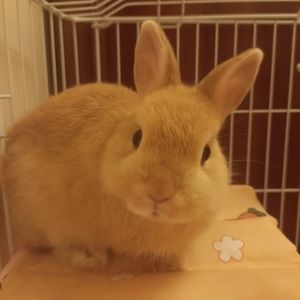 Meet your Posher, Phoebe